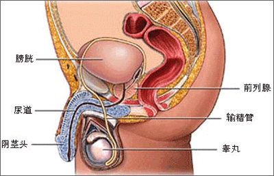 前列腺炎-1