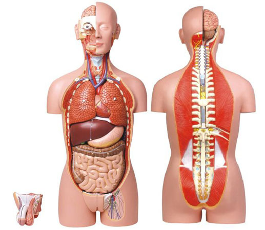 康人男、女兩性人體背部開放式半身軀干模型KAR/10003