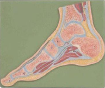 康人 足關節剖面模型 KAR/11207