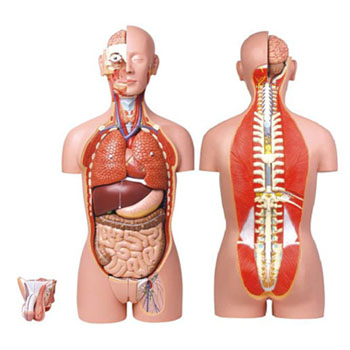  男、女兩性人體背部開(kāi)放式半身軀干模型 KAR/10003