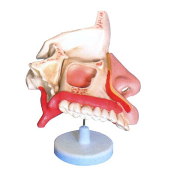 益聯(lián)鼻腔解剖模型 M2048