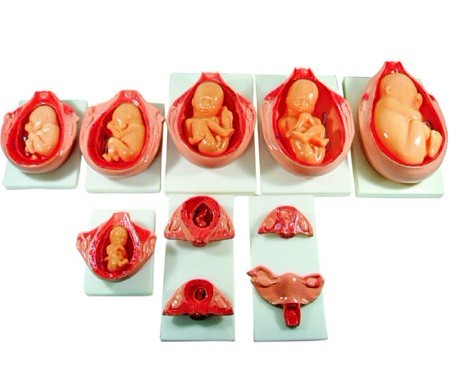  高級胎兒妊娠發育過程模型 XC-414
