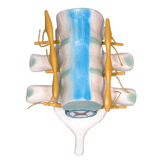 益聯脊髓和脊神經模型YLM2099