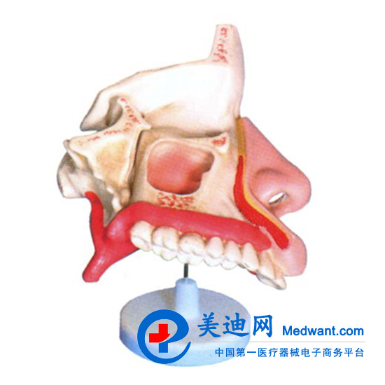 益聯  鼻腔解剖模型  M2048